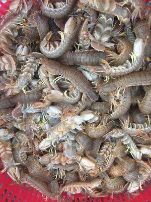 皮皮蝦鮮活熟凍蝦婆子瀨尿蝦應(yīng)季海鮮批發(fā)蝦爬琵琶蝦蝦菇