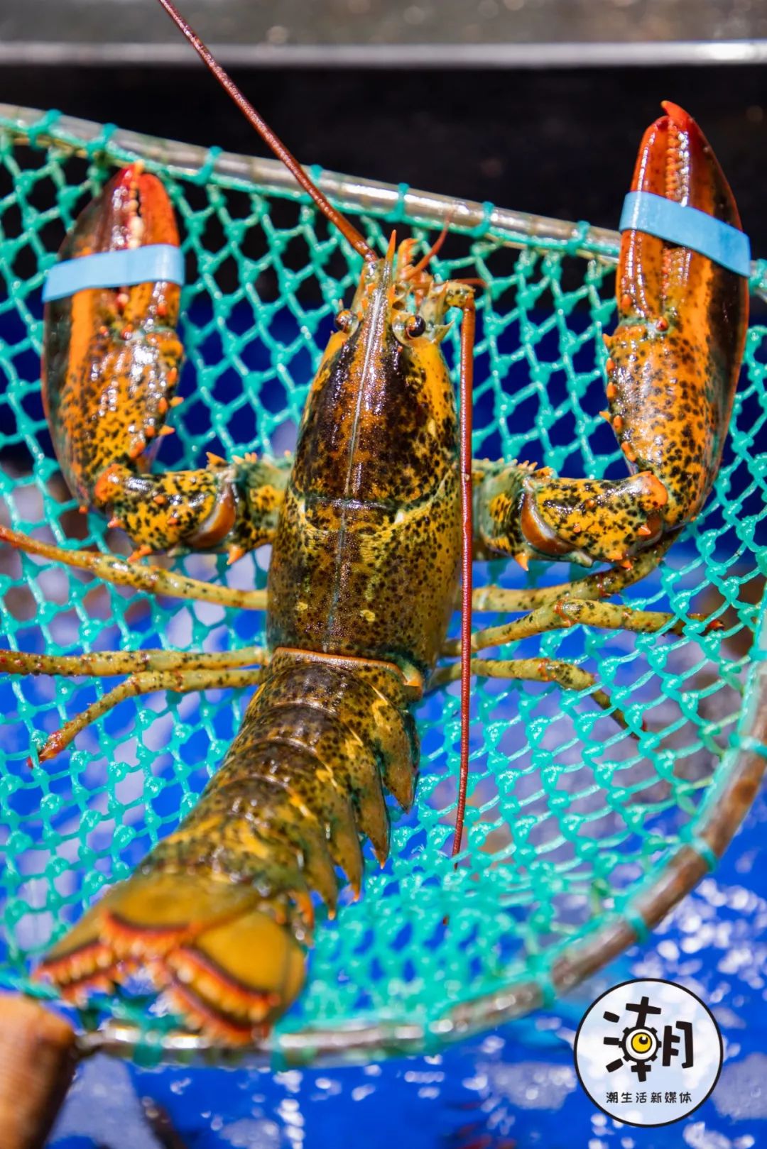 2020成都年貨大集 不出蓉城，嘗遍全球海鮮年味